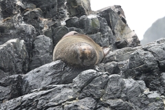 Arctocephalus australis