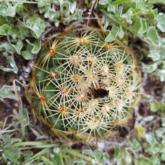 Coryphantha radians