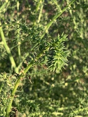 Salsola