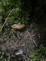 Arion fasciatus