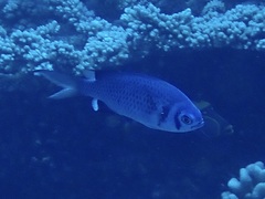 Chromis anadema