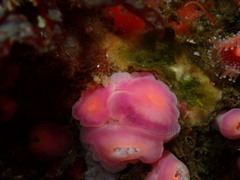 Corynactis californica