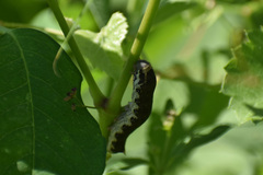 Proserpinus terlooii