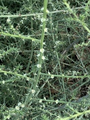 Salsola