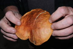 Lanmaoa pseudosensibilis