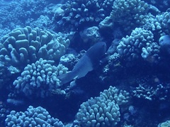 Scarus rubroviolaceus