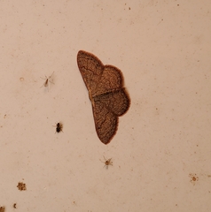 Leptostales pannaria