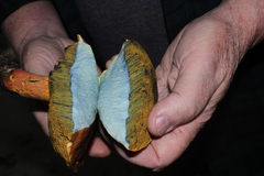 Lanmaoa pseudosensibilis