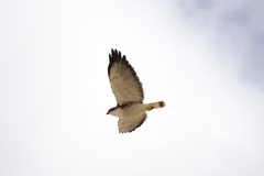 Geranoaetus polyosoma