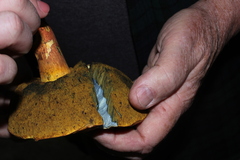 Lanmaoa pseudosensibilis