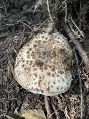 Echinoderma