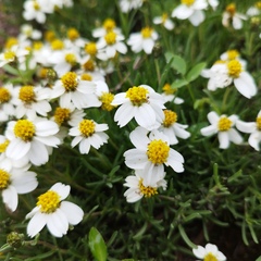 Zinnia acerosa