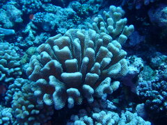 Pocillopora