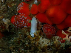 Cadlina flavomaculata