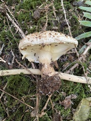 Echinoderma
