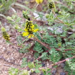 Dalea lutea