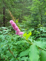 Spiraea douglasii