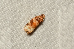 Argyrotaenia kimballi
