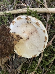 Echinoderma