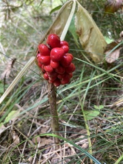 Arisaema triphyllum