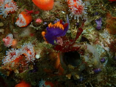 Flabellinopsis iodinea