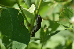 Proserpinus terlooii