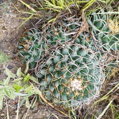 Mammillaria magnimamma
