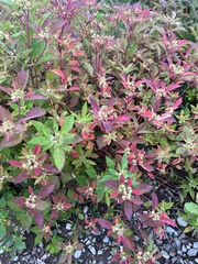 Euphorbia davidii