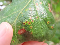 Neuroterus saltatorius