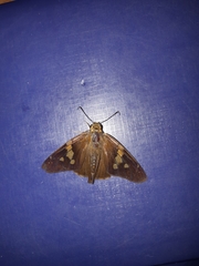 Aguna asander asander