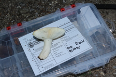 Russula flavisiccans