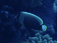 Chaetodon reticulatus