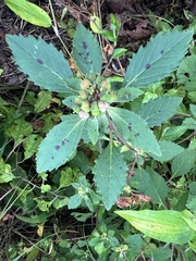 Euphorbia davidii