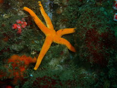 Henricia