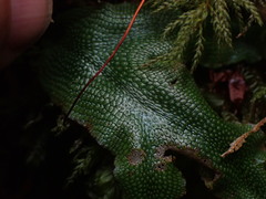 Conocephalum conicum