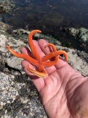 Henricia