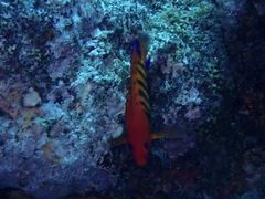 Centropyge loriculus