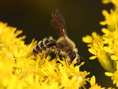 Andrena hirticincta