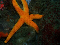Henricia