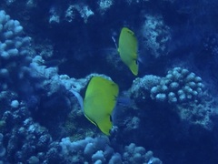 Forcipiger flavissimus