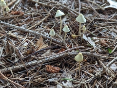 Mycena filopes