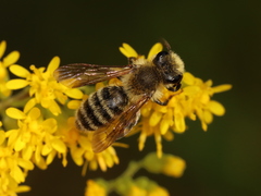 Andrena hirticincta