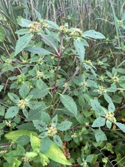 Euphorbia davidii
