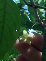 Euonymus atropurpureus