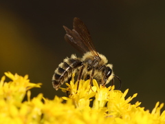 Andrena hirticincta