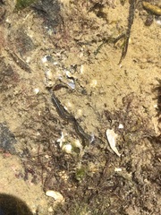 Phyllodocida