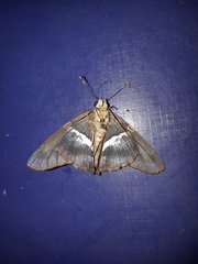 Aguna asander asander