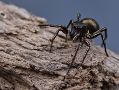 Tutelina similis