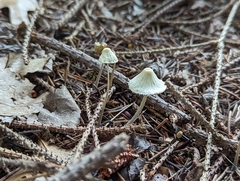 Mycena filopes
