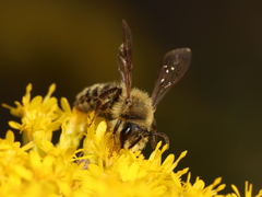 Andrena hirticincta